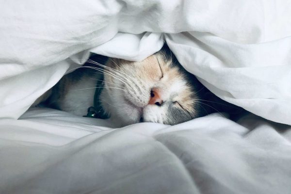 Caring For your Pet Post-Surgery