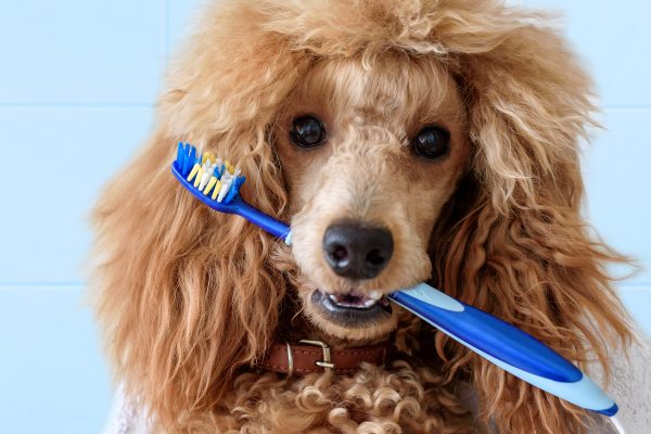 Dental Care