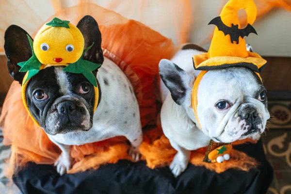 Tips for your pet during Halloween