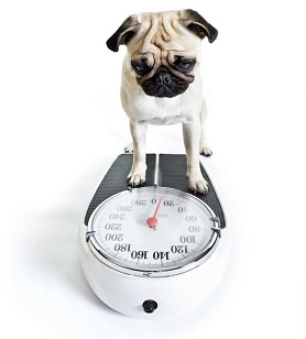 Obesity in Pets
