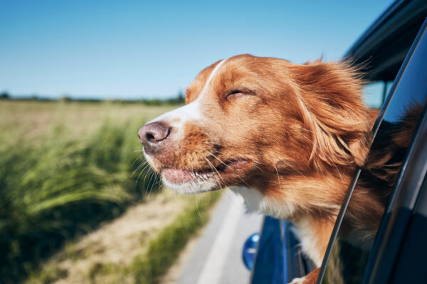dog summer