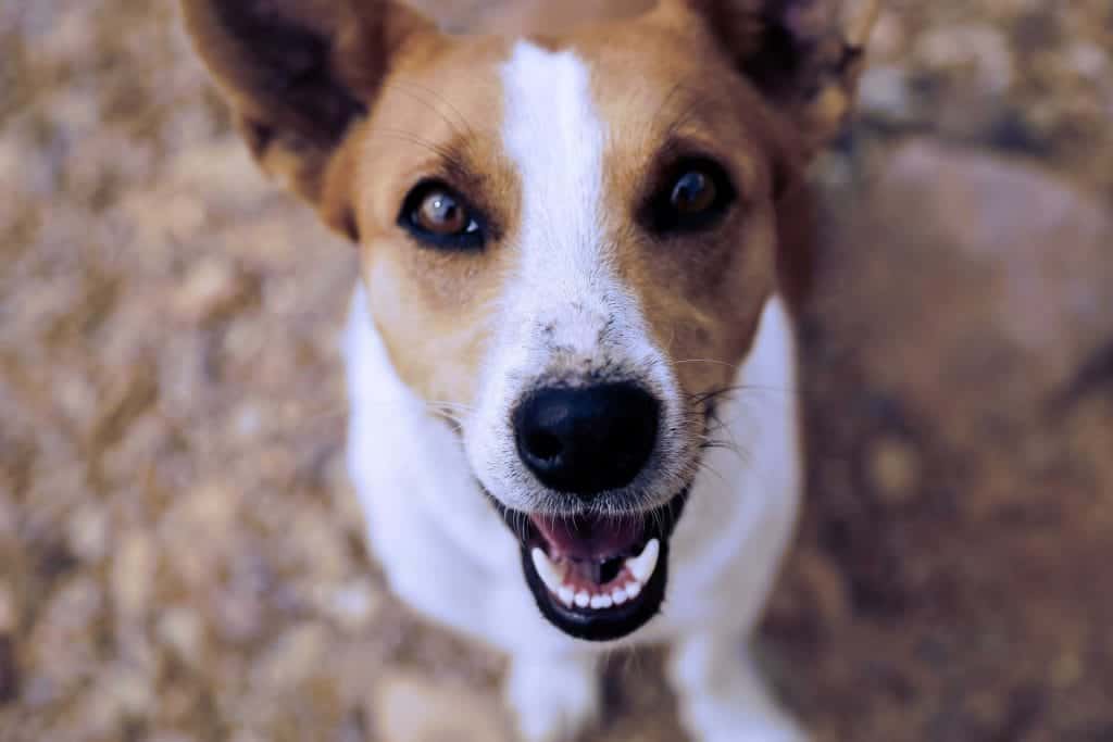 Jack Russell Dog